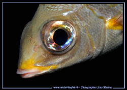 Big Eye ... :O) ... by Michel Lonfat 